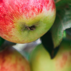 Red ripe apples on branch of tree. Closeup of fresh organic apples with green leaves. Sunny autumn garden in village. Growing seasonal fruits, harvest at farm, agricultural concept